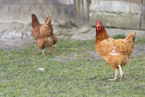 Poule à la ferme — Photo