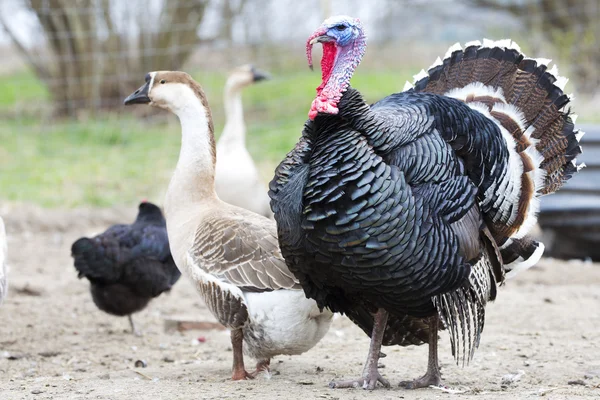 Pavo en la granja — Foto de Stock