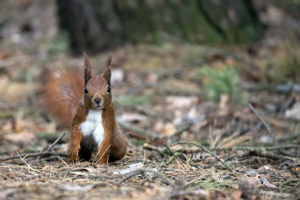 Rode eekhoorn in het wild — Stockfoto