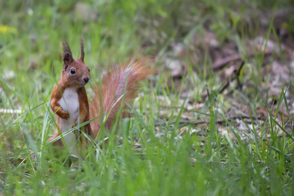 Rode eekhoorn in het gras — Stockfoto