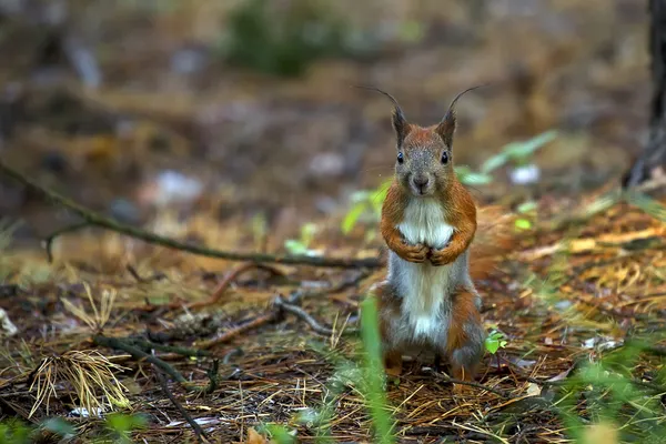 Rode eekhoorn in het wild — Stockfoto