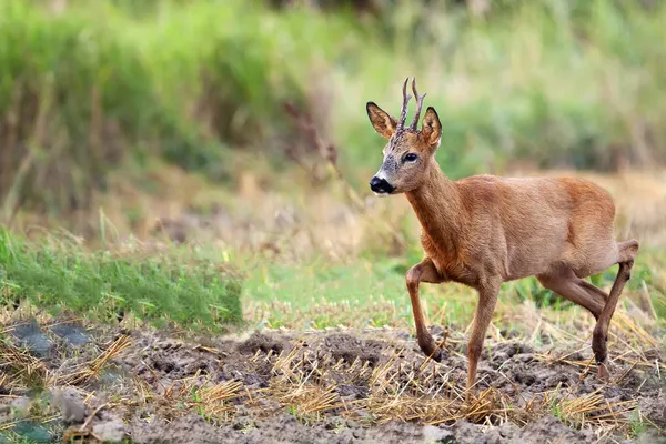 Rehbock auf einer Lichtung — Stockfoto