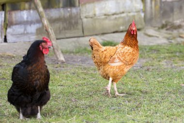 Çiftlikteki tavuk.