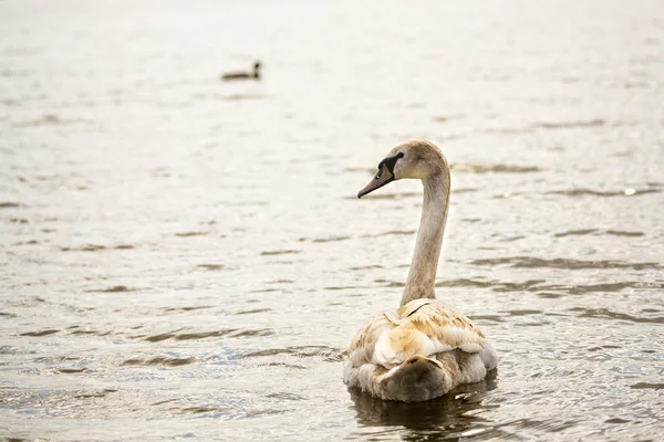 Swan in the wild — Stock Photo, Image