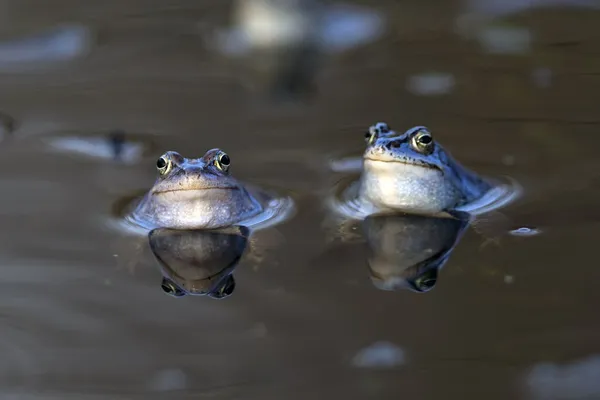 Cumować żaby w środowisku naturalnym — Zdjęcie stockowe