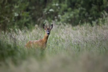 Buck ormandaki geyik