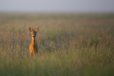 sabah genç kova geyik