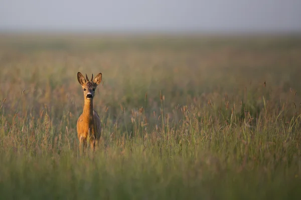 Młody Jeleń buck rano — Zdjęcie stockowe