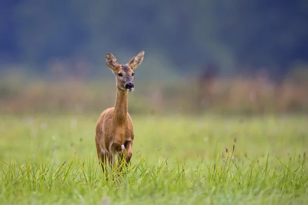 Rehe in freier Wildbahn — Stockfoto