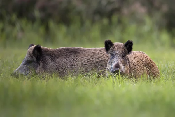 Wildschweine auf einer Lichtung — Stockfoto