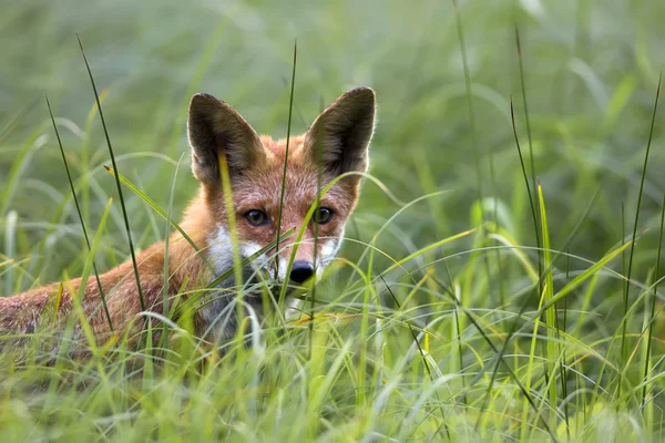 Fuchs in freier Wildbahn — Stockfoto