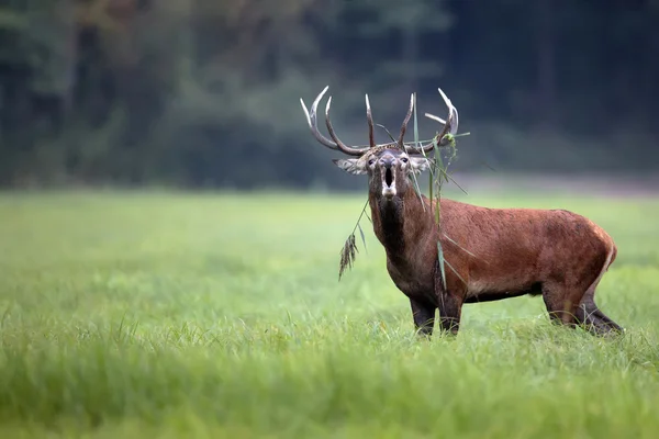 Red deer bellowing in het wild — Stockfoto