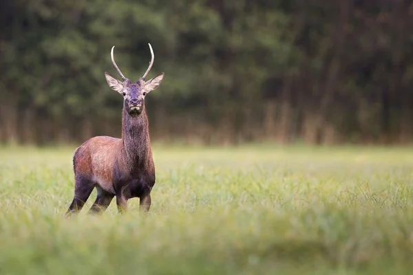 Jeune cerf rouge dans une clairière — Photo