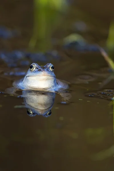 Kurbağa vahşi demirlemek — Stok fotoğraf