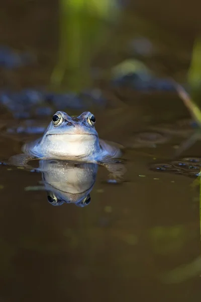 Förtöja groda i naturen — Stockfoto