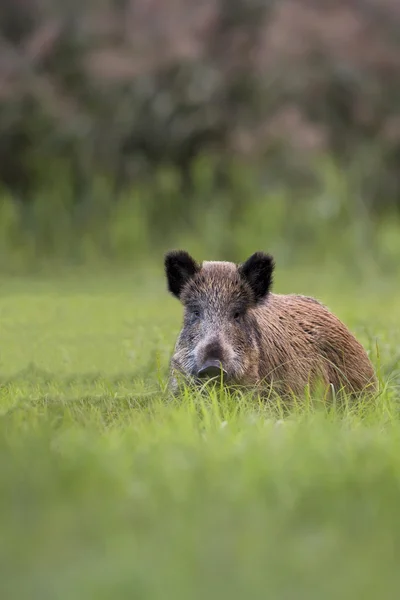 Wildschwein auf einer Lichtung — Stockfoto