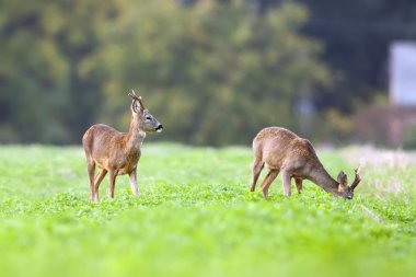 Sadece 2 dolar geyik vahşi