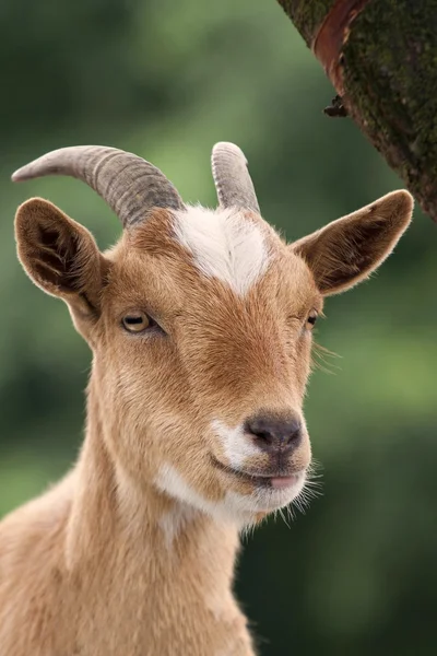 Portrait d'une chèvre — Photo