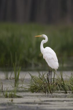 vahşi doğada büyük ak balıkçıl