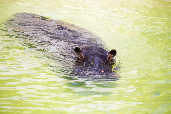 Flodhäst flytande i vattnet — Stockfoto
