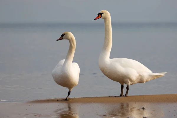 Лебеді Дикій Природі Біля Моря — стокове фото