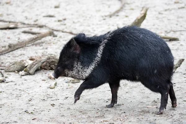 Peccary Clearing Farten — Stockfoto