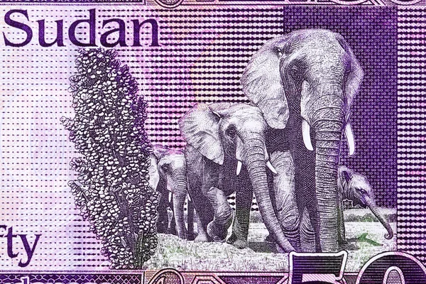 Elefanter Från Sydsudans Pengar Pund — Stockfoto