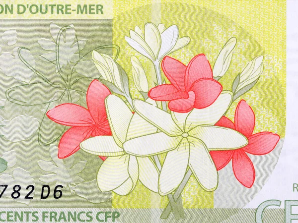 Flores Los Territorios Franceses Del Pacífico Dinero Francos —  Fotos de Stock
