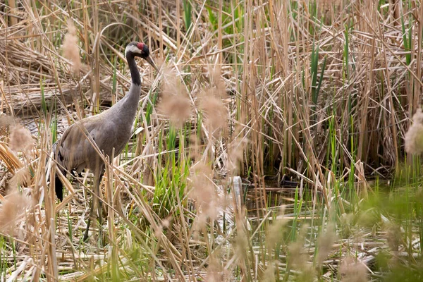 Crane Wild Grass — стоковое фото