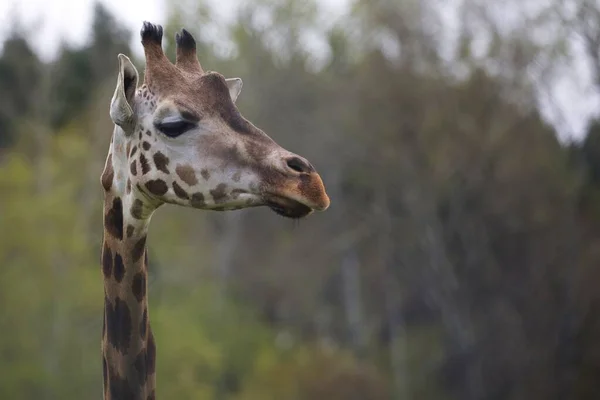 Portrait Giraffe Clearing — Foto Stock