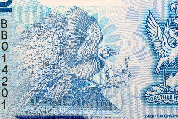 Gran Pájaro Del Paraíso Del Dinero Trinidad Tobago Dólares —  Fotos de Stock