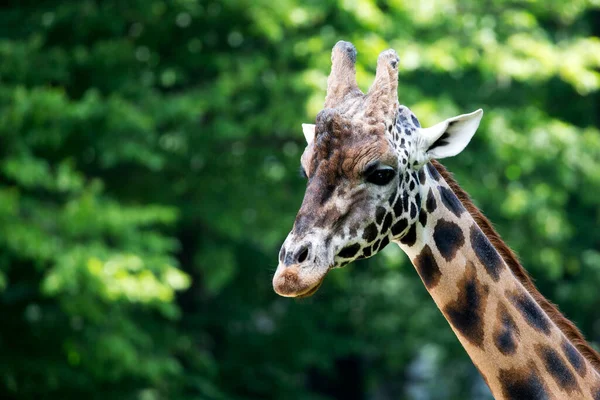 Giraffa Natura Ritratto Ravvicinato — Foto Stock