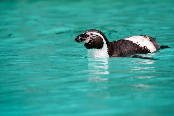 Humboldt Pinguïn Het Water Het Wild — Stockfoto