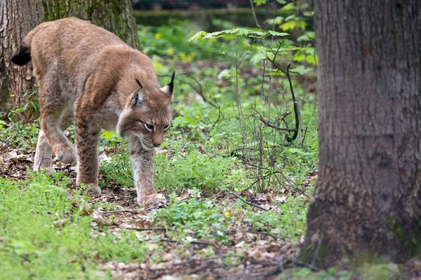 Lynx Στο Τρέξιμο Στο Δάσος — Φωτογραφία Αρχείου