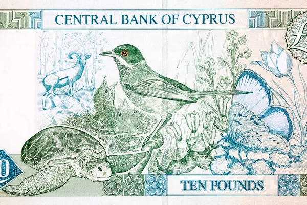 Cyprus Warbler Green Turtle Paphos Blue Butterfly Cyprus Mouflon Tulipa — 스톡 사진