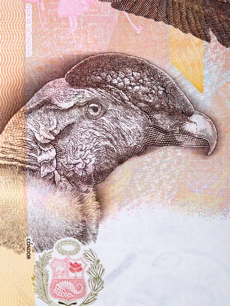 Kondor Portrét Peruánských Peněz Podrážky — Stock fotografie
