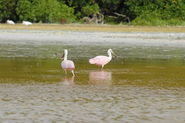 Yiyecek ararken sığ sularda debelenen iki kaşık gagası. Celestun Doğa Koruma Alanı, Yucatan, Meksika. Seçici odak.