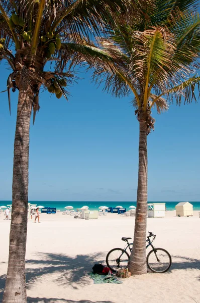 Велосипед Притулився Пальми Пляжі Маямі Задньому Плані Море Блакитне Небо — стокове фото