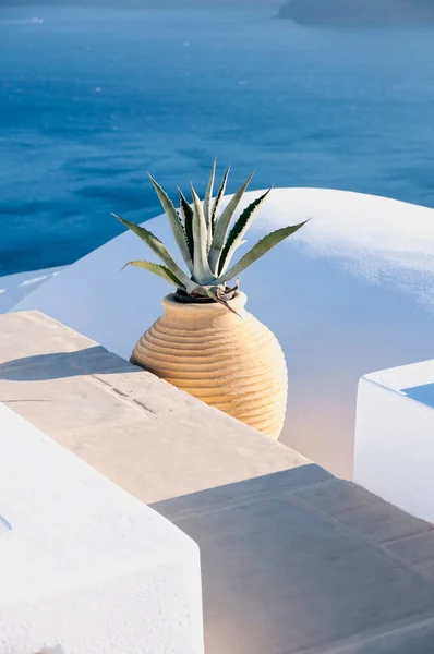 Terraza Panorámica Con Una Planta Aloe Vera Santorini Grecia Planta — Foto de Stock