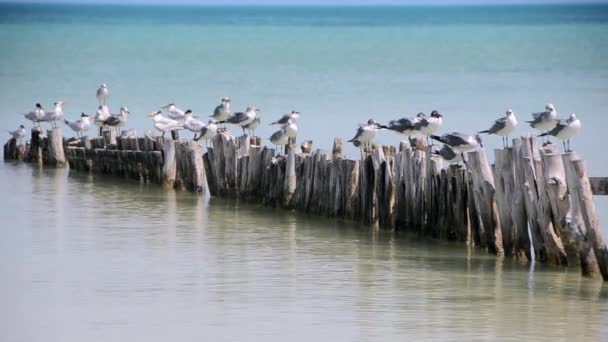 Wild Life Seabirds In Holbox Island Mexico — Stok Video