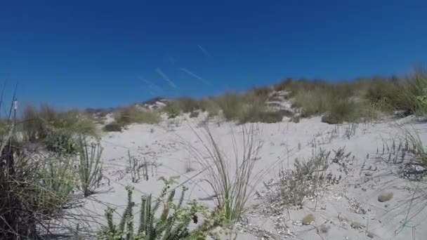 Gros plan d'une dune de sable sur une plage de Formentera — Video