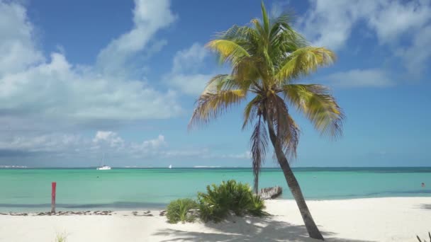 Video en tiempo real de una playa tropical con palmera de coco — Vídeo de stock