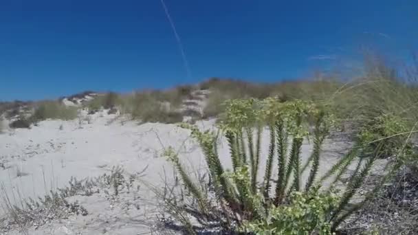 İspanya 'nın Formentera adasında kum tepeleri — Stok video
