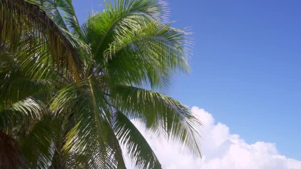 Tropik palmiyeler mavi gökyüzüne karşı — Stok video