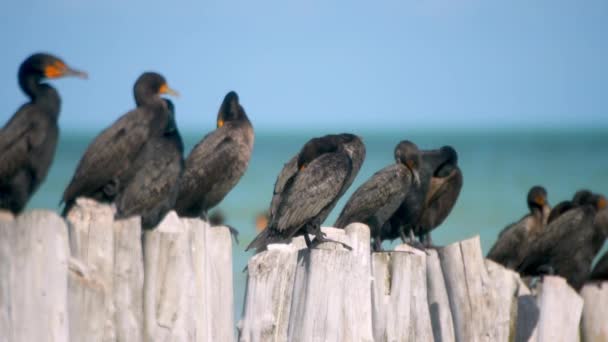 Κοντινό πλάνο των θαλάσσιων πτηνών American Cormorant — Αρχείο Βίντεο