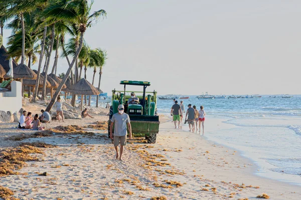 Playa Del Carmen Meksika Sargasso Için Temiz Deniz Plajı Temizleme — Stok fotoğraf