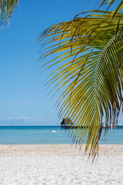 Terkedilmiş Bir Tropikal Sahilde Meksika Mavi Gökyüzüne Yakın Bir Palmiye — Stok fotoğraf