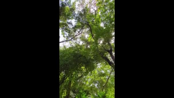 Tropical Vegetation Video Vertical Motion Tilt Video Close Tropical Plants — Stock videók