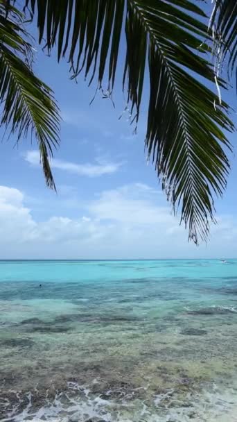 Vertical Footage Windblown Palm Leaves Background Clear Waters Isla Mujeres — Vídeo de Stock