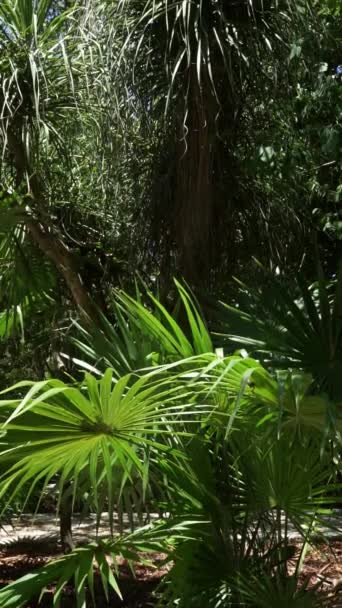 Sunlight Illuminates Leaves Tropical Forest Plants Mexico Tilt Footage — Video Stock